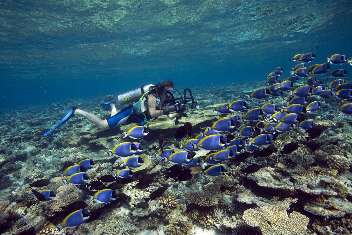 angsana ihuru underwater photography