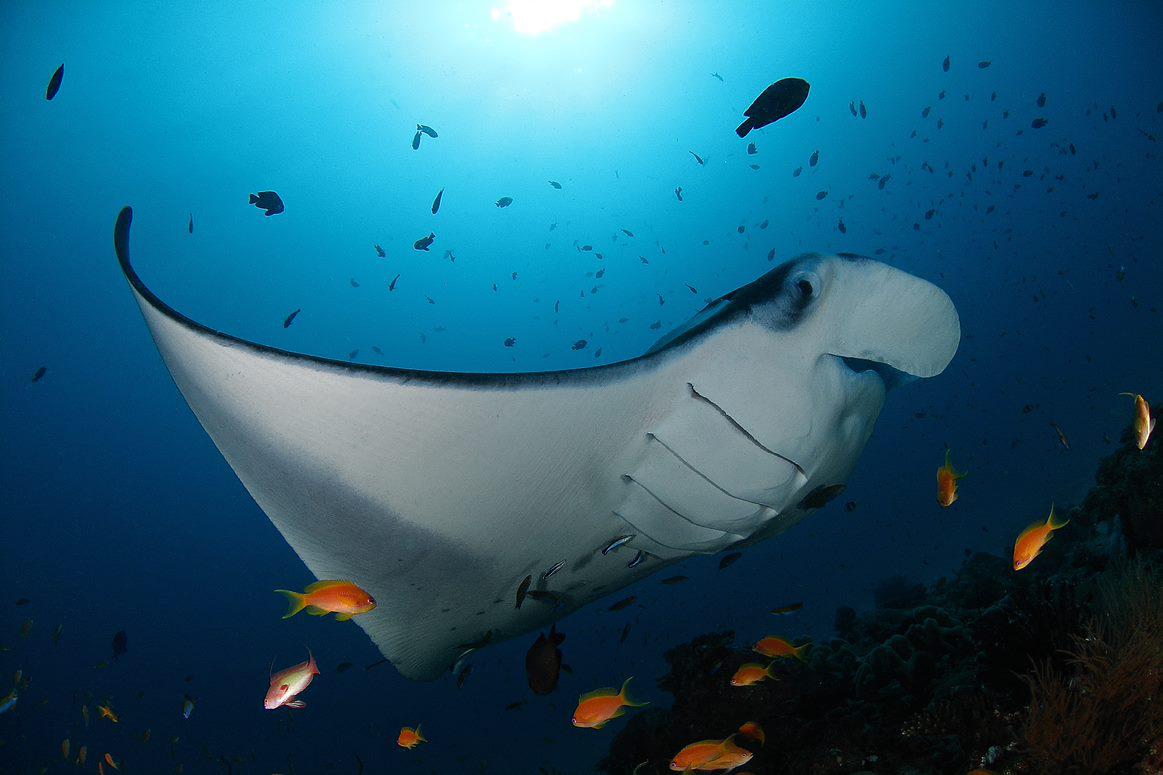 Soneva Fushi Wildlife Manta Ray and Variety of Fishes